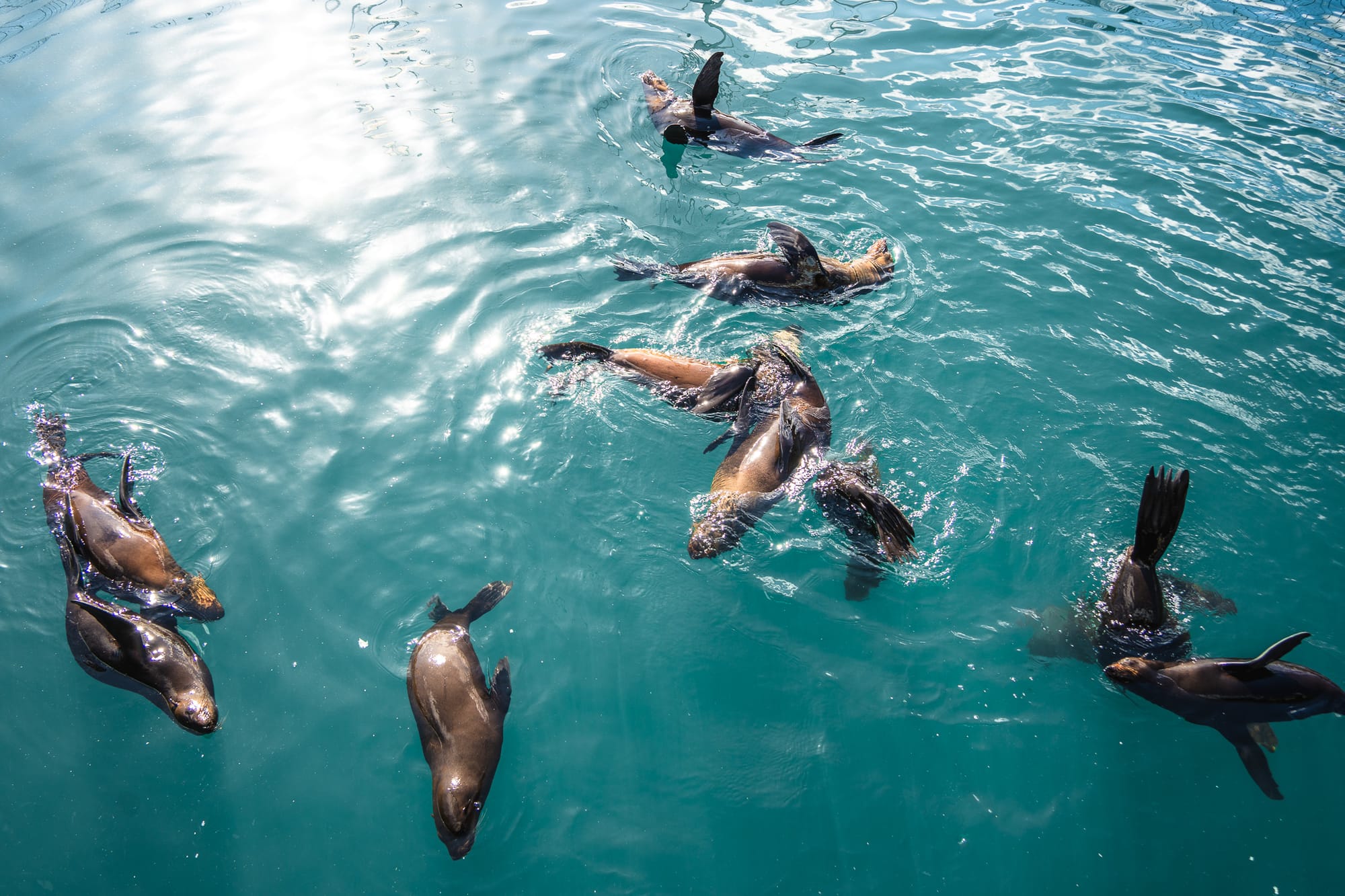 Wiggle Meets the Ocean